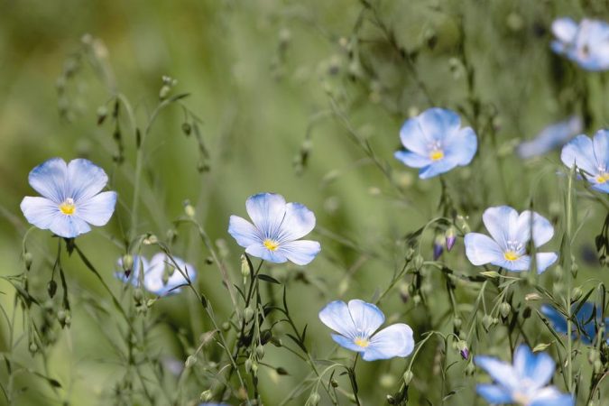 リネン素材の生地の特徴や種類とは?ラミーなどの麻素材についてもご紹介 | Trim-park SHIMADA BLOG